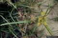 Cyperus  spp.